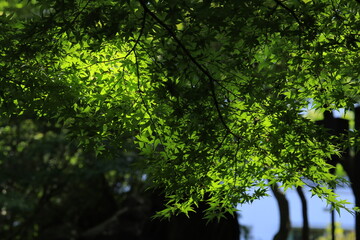 green leaves in the forest