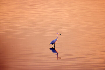 an egret reflected in the luster of a lake at sunset
