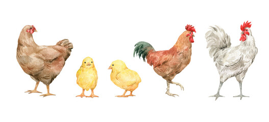 Watercolor set with cute domestic birds. Farm animals, chicken, rooster - 458930008