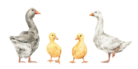 Watercolor set with cute farm birds. Domestic animals, duck, ducklings