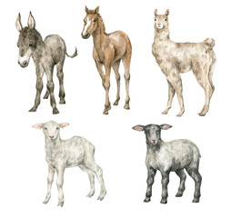 Watercolor set with cute farm animals. Domestic creature. Horse, llama, sheep, donkey