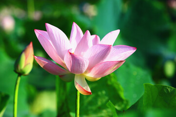 Obraz premium Lotus flower close-up,beautiful pink lotus flower and bud blooming in the pond in summer