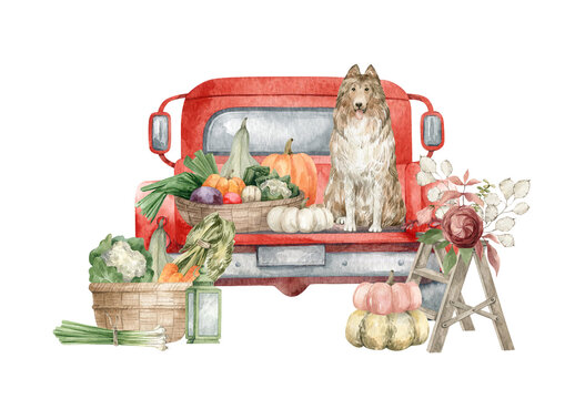 Watercolor rural composition with red car, dog, autumn vegetables. Harvest season, farm living. Fall veggies, pumpkins, flowers