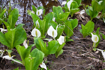 水芭蕉　尾瀬ヶ原　尾瀬沼　高層湿原　ミズバショウ