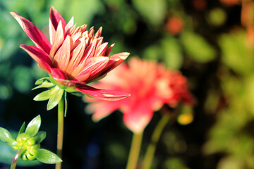 red flower on a background of green bushes in the park