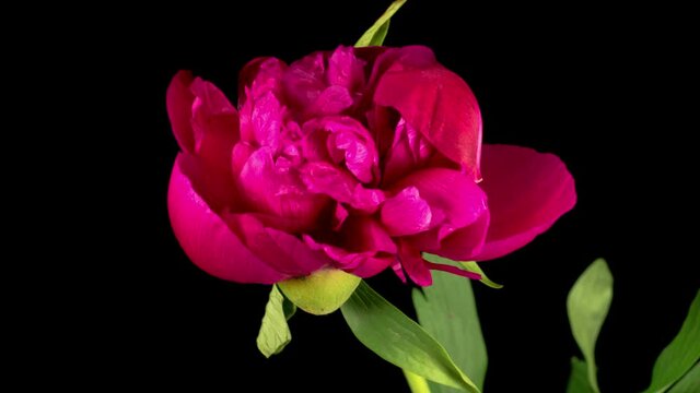 Peony Blossoms. Time Lapse of Opening Beautiful Red Peony Flowers on Black Background. 4K.