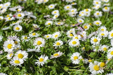 white daisies in the grass in the garden