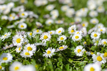 white daisies in the grass in the garden