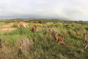 mob of kangaroos jumping and standing in a field. Australia