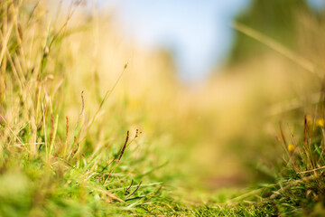 Green grass at the edge of a country road. Strong blurry background. Copy space