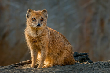 The yellow mongoose, sometimes referred to as the red meerkat, sitting on the wood