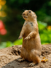 The prairie dog is standing next to the lair in front of the colored background
