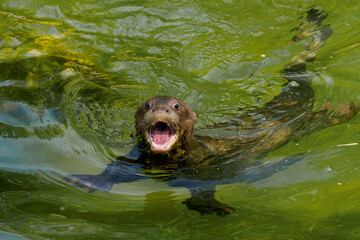 Fototapeta premium Screaming young giant otter in the water 