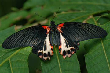 Naklejka na ściany i meble Black tropical butterfly Papilio memnon on the green leaf