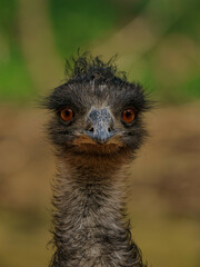Emu closeup head detail portrait