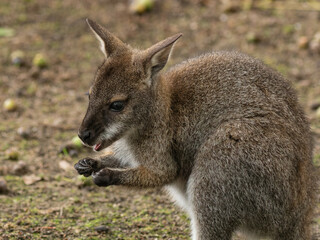 Naklejka na ściany i meble Little red-necked wallaby or Bennett's wallaby