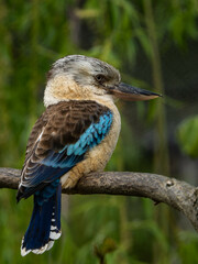 Blue-winged kookaburra on the branch