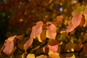 Autumn foliage wallpaper. Red and yellow leaves of tree close up in bright sunny day on blurred background. Selective focus, bokeh effect
