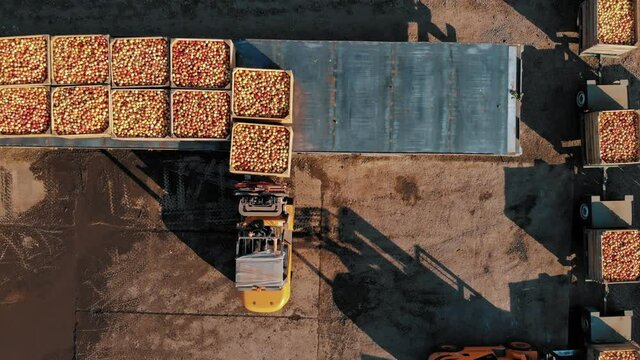 loading apples. apple farming. apple harvest. apple crop. aero, top down. aerial view. apple boxes. unloading and loading of freshly picked apples, their further transportation