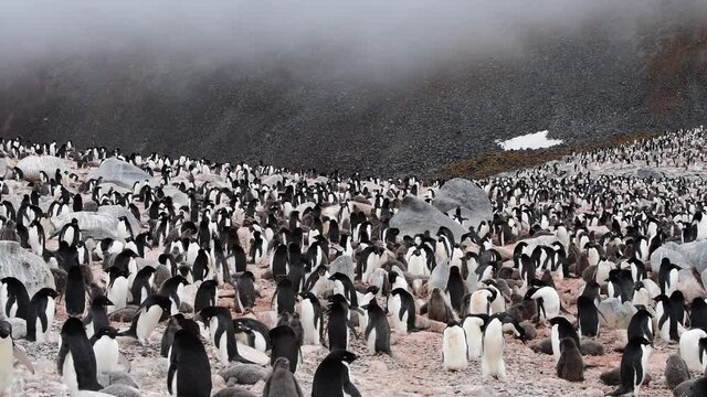 Adelie Penguins on the nest in Antarctica