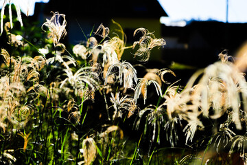 Capim Colon&atilde;o