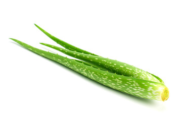Aloe vera plant isolated on white background