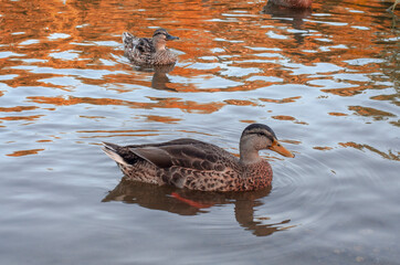 duck on the water in the lake in the autumn