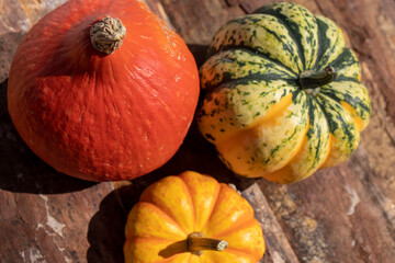 Pumpkin in orange, yellow, green and red colors.