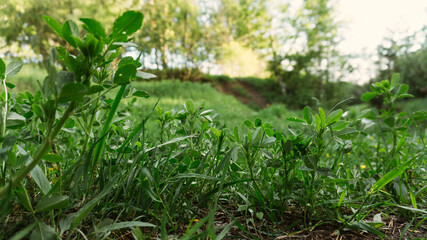 green grass with dew drops