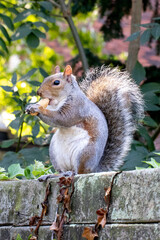 Grey Squirrel (Sciurus carolinensis)