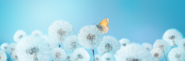 Butterfly on white blowball dandelions on blue background.
