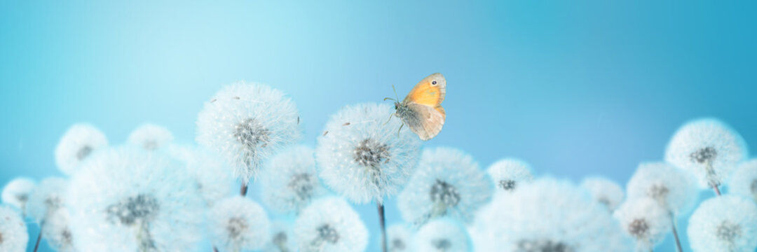 Fototapeta Butterfly on white blowball dandelions on blue background.
