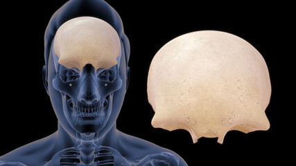 human frontal lobe anatomy 3d illustration - obrazy, fototapety, plakaty
