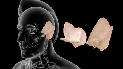 The temporal bone contributes to the lower lateral walls of the skull. It contains the middle and inner portions of the ear, and is crossed by the majority