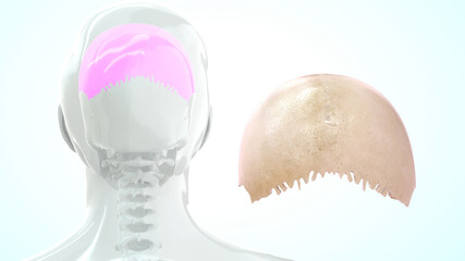 human skull parietal bone anatomy 3d illustration