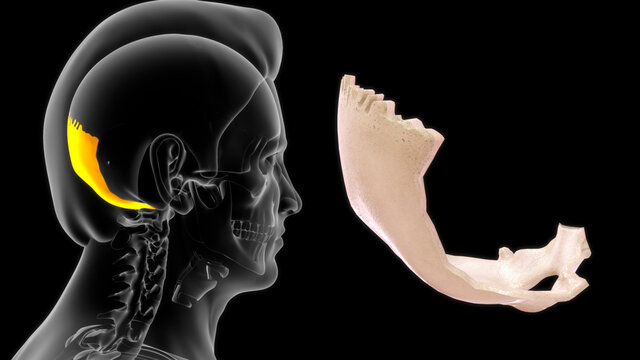 The occipital bone is a cranial dermal bone and the main bone of the occiput It is trapezoidal in shape and curved on itself like a shallow dish.