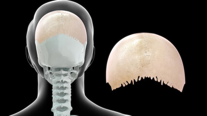 human skull parietal bone anatomy 3d illustration - obrazy, fototapety, plakaty