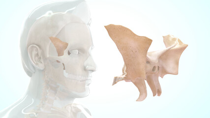 human sphenoid bone anatomy 3d illustration - obrazy, fototapety, plakaty