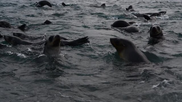 Antarctic fur seal pup close up in water