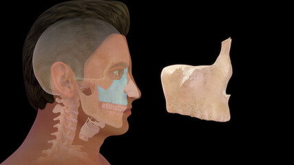 Maxillary bone human anatomy 3d illustration © 7activestudio