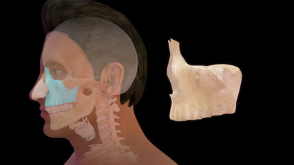 Maxillary bone human anatomy 3d illustration © 7activestudio