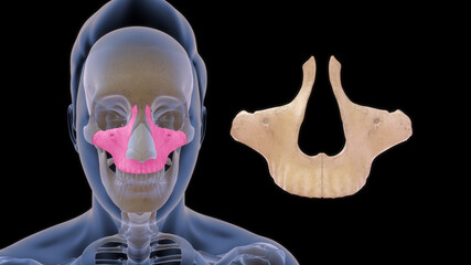 Maxillary bone human anatomy 3d illustration © 7activestudio
