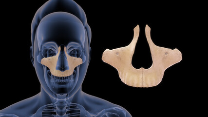 Maxillary bone human anatomy 3d illustration © 7activestudio