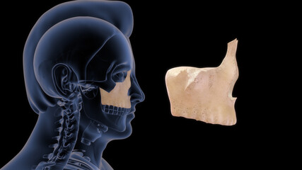 Maxillary bone human anatomy 3d illustration - obrazy, fototapety, plakaty