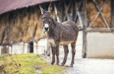 the donkey walked in the country with his friends, the small rabbit and the cute pet dog who play together in the country..