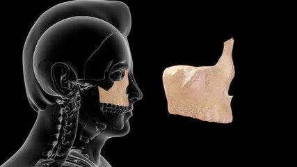 Maxillary bone human anatomy 3d illustration © 7activestudio