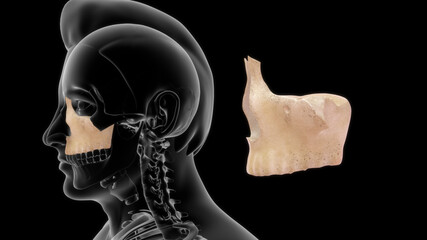 Maxillary bone human anatomy 3d illustration