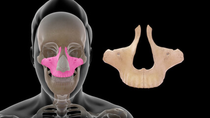 Maxillary bone human anatomy 3d illustration © 7activestudio