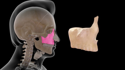 Maxillary bone human anatomy 3d illustration © 7activestudio