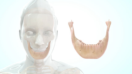 human mandible anatomy 3d illustration - obrazy, fototapety, plakaty